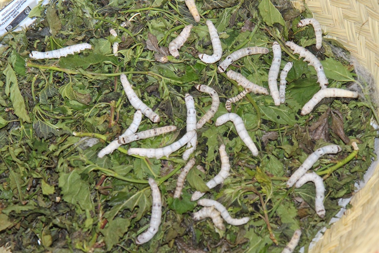 silk worms